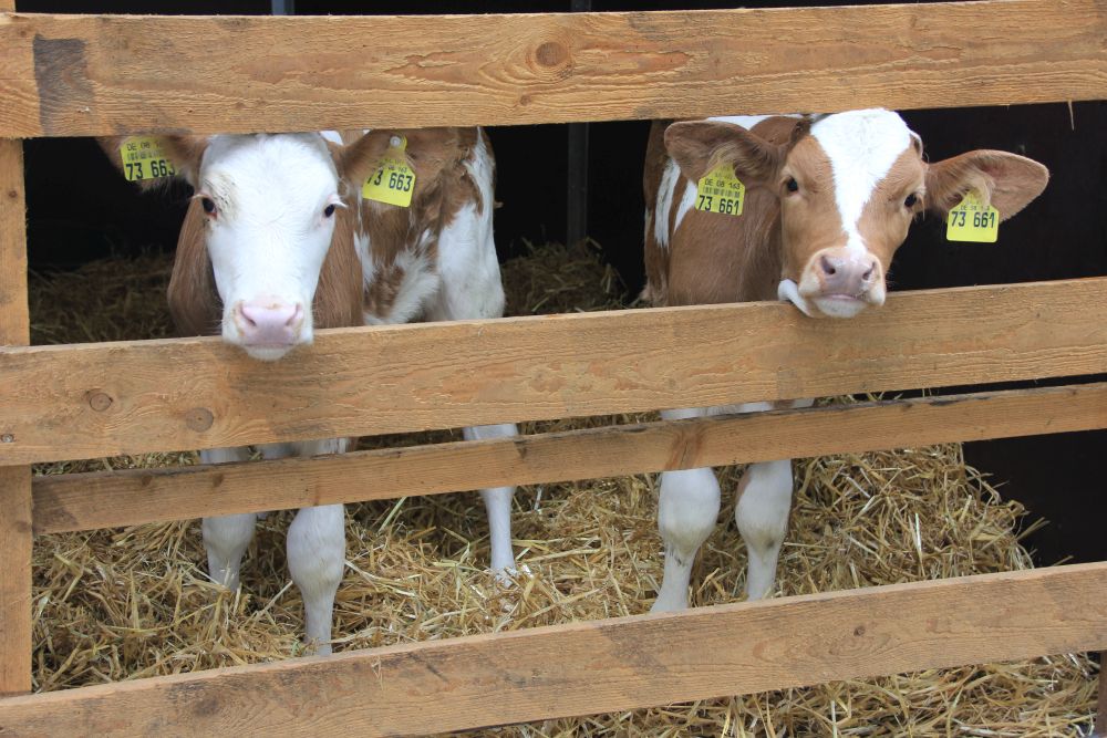 2016-leistungsschau-teuringer-wirtschaft_052